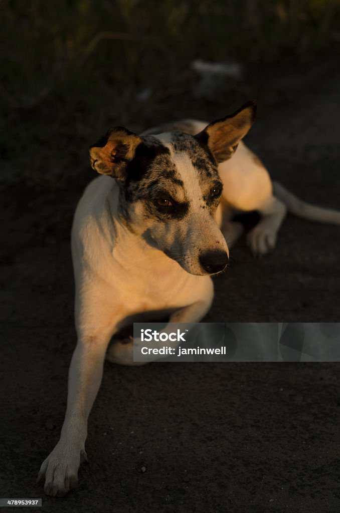 Hund - Lizenzfrei Auf dem Bauch liegen Stock-Foto