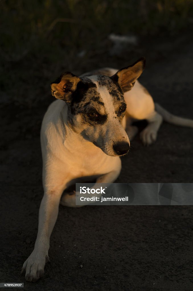 Cão - Royalty-free Animal Foto de stock