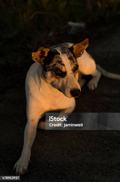 Cão - Fotografias de stock e mais imagens de Animal - Animal, Animal de Estimação, Canino - Animal