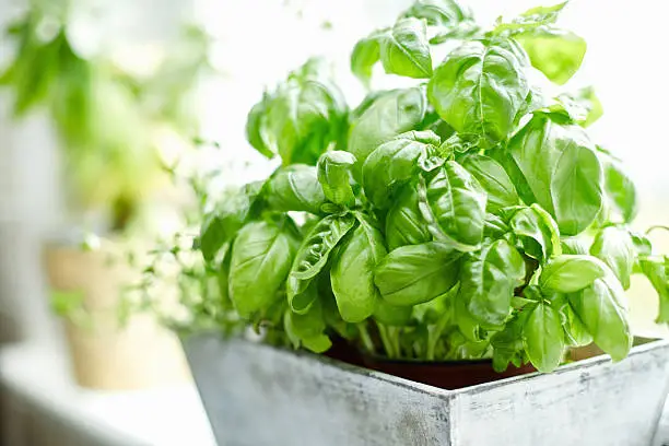 Close-up image of fresh basil plant. Healthy herb is growing in pot. Potted plant is placed on window sill. Focus is on fresh and green basil leaves. It is in brightly lit home.