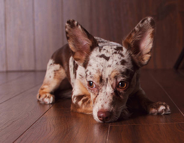 istock Chihuahua Puppy Laying Down 478958796