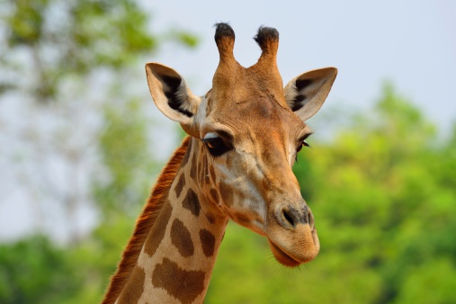 Close-up giraffe on blue sky background. Giraffes head against blue sky. Giraffe portrait, close up