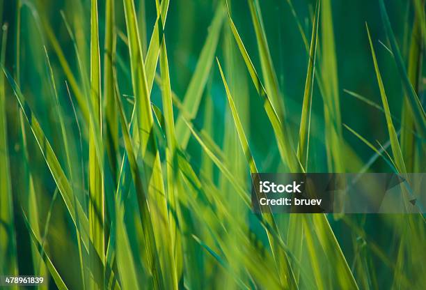 신선한 스프링 녹색 잔디 0명에 대한 스톡 사진 및 기타 이미지 - 0명, 녹색, 농업