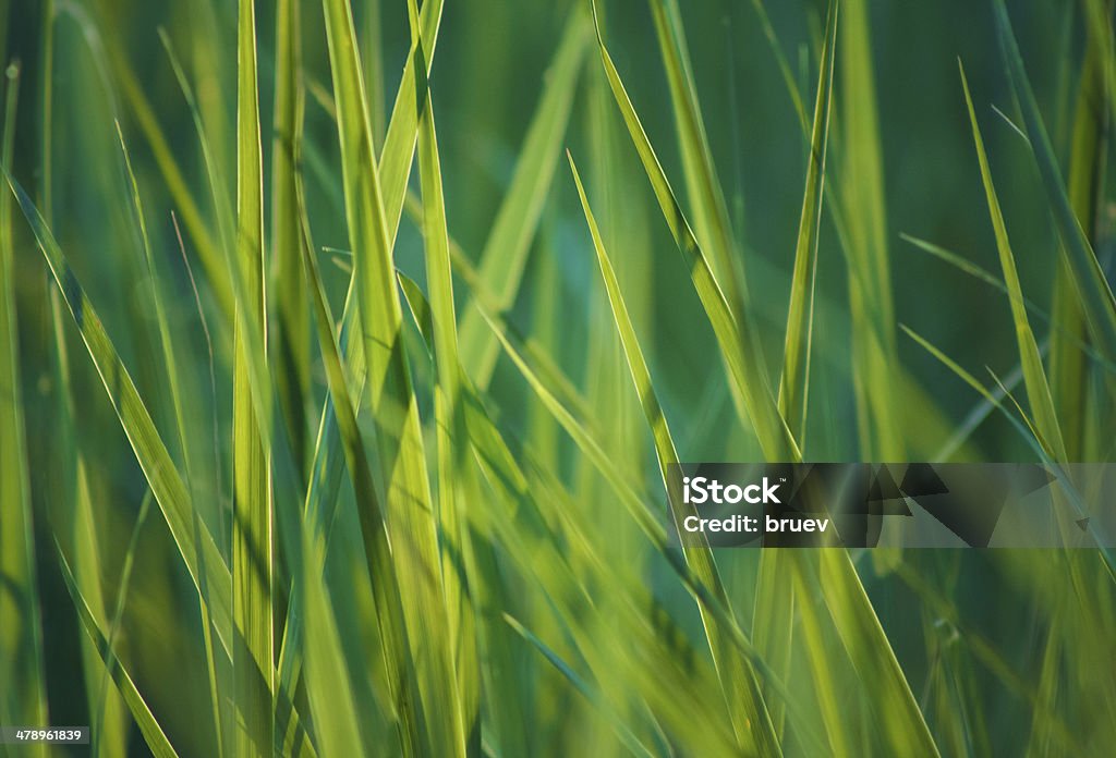 Verde grama fresca da primavera - Foto de stock de Agricultura royalty-free