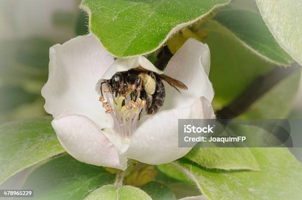 Ape Allinterno Di Una Mela Cotogna Fiore Cydonia Oblonga - Fotografie stock e altre immagini di Aiuola