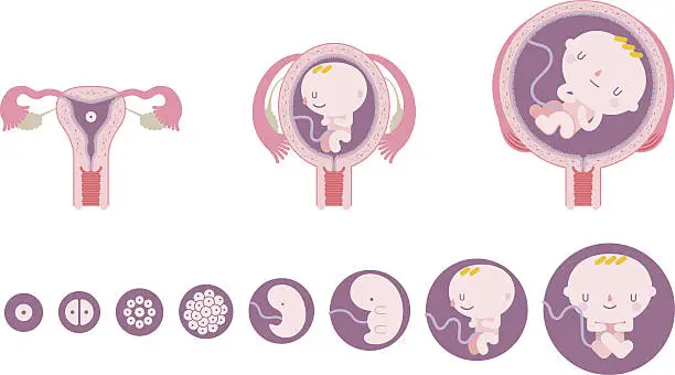 Vector illustration of Baby fetus