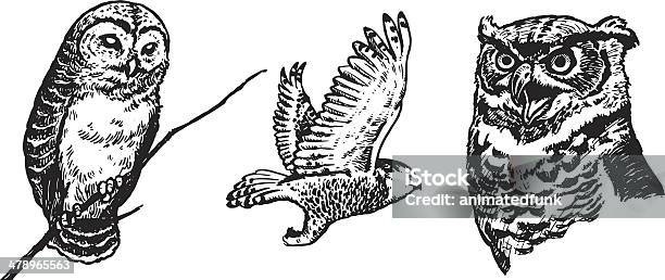 Owls Illustration Stock Illustration - Download Image Now - Owl, Drawing - Art Product, Engraved Image