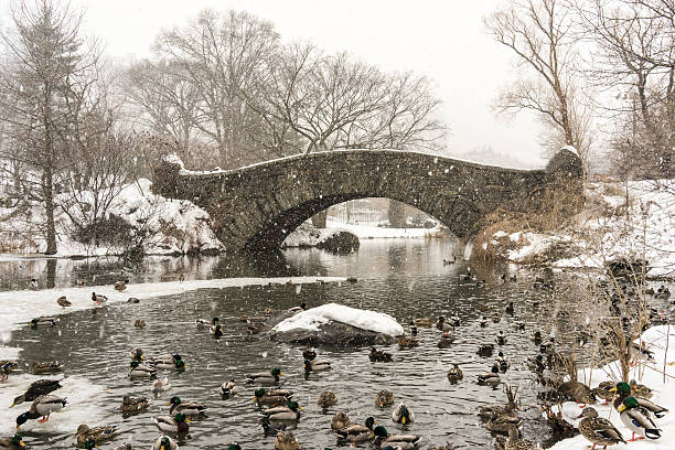 istock Central Park, New York City 478966277