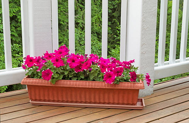 istock Colorful flowers in bloom on cedar wood deck 478966342