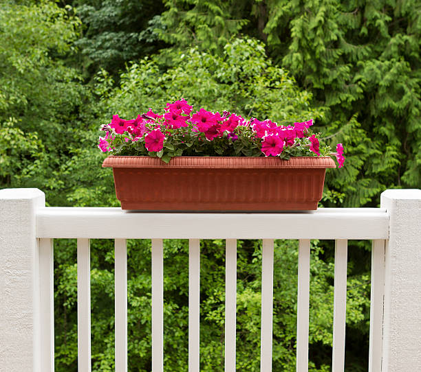 istock Colorful flowers in bloom on white patio railing 478966346