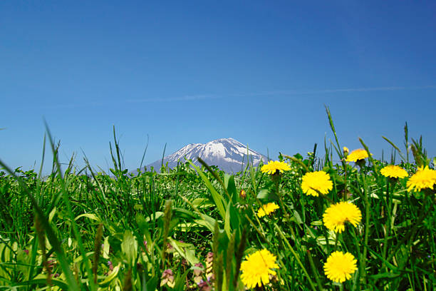 istock Yellow dandelions (taraxacum officinale)  and Mt.Iwate 478967491