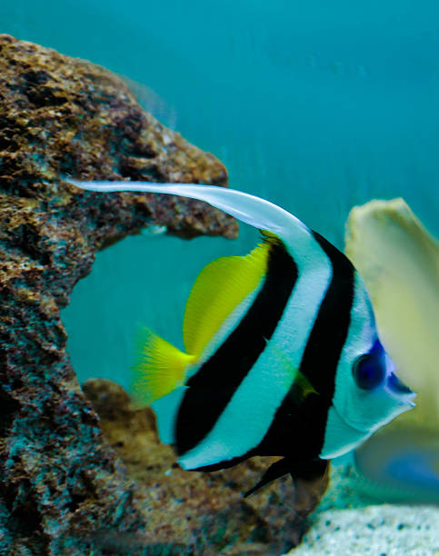 istock Indonesian bearer fish-Heniochus acuminatus 478967616