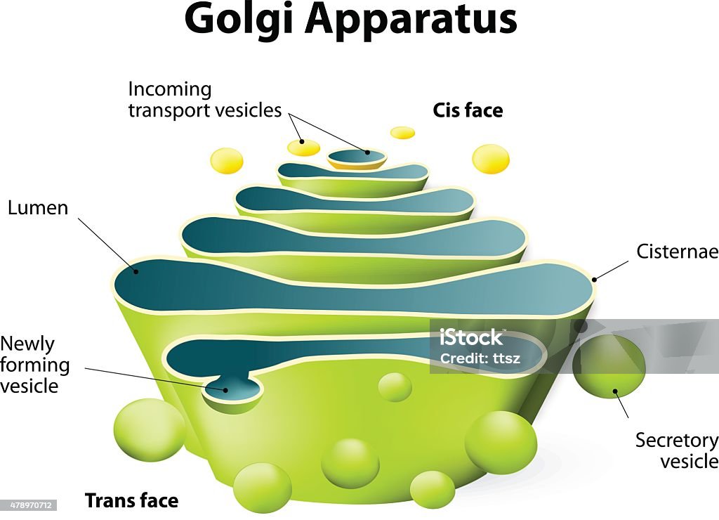 Golgi Apparatus Or Golgi Body Stock Illustration - Download Image Now - Golgi Apparatus, Animal, Biology - iStock Golgi Apparatus Or Golgi Body Stock Illustration - Download Image Now - Golgi Apparatus, Animal, Biology - iStock