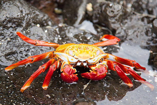 istock Sally lightfoot crab on a black lava rock in Galapagos 478971058