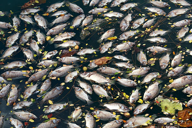 istock dead fish floated in the dark water. 478971952