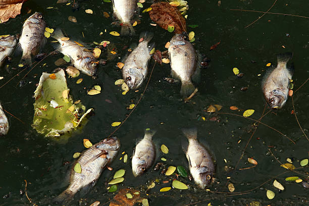 istock dead fish floated in the dark water. 478971964