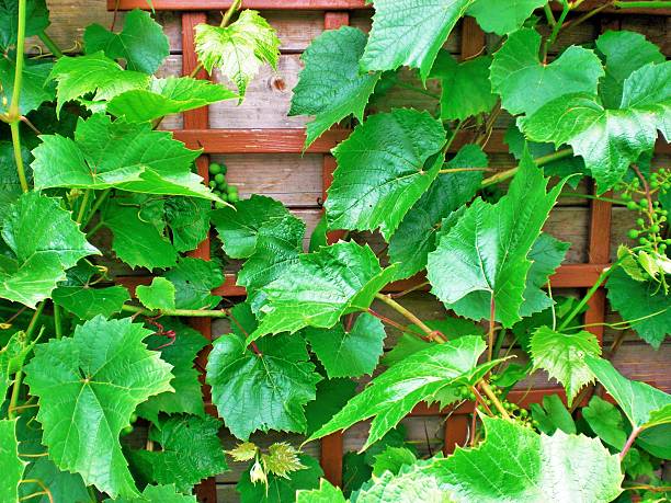 istock Green Grape Leafs and Fruits on Wooden Background 478973885