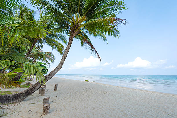 istock Coconut palm tree at the beautiful beach 478975362