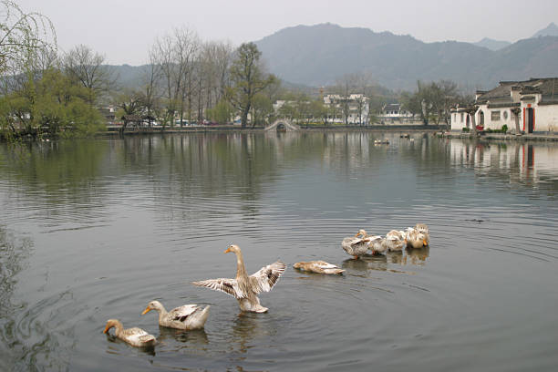 Gooses swimming in a pond, China