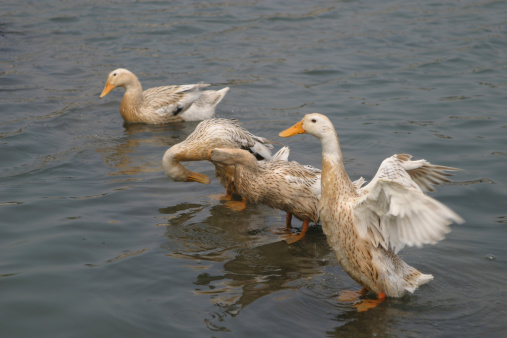 Gooses swimming in a pond, China