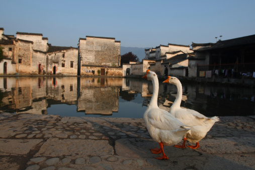 Gooses walking in Chinese village, China