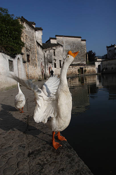 Gooses waving its wings in Chinese village, China