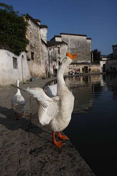Gooses waving its wings in Chinese village, China