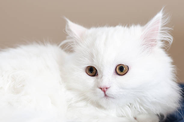 Angora white cat stock photo