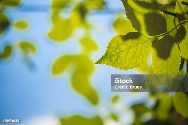 Green Leaves Against The Sky Stock Photo - Download Image Now - Beauty In Nature, Blue, Branch - Plant Part