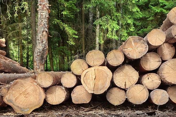 sterta drewna od przetartych spruce pine oraz rejestry dla sektora leśnictwa. - spruce wood zdjęcia i obrazy z banku zdjęć