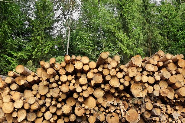 istock Woodpile From Sawn Pine And  Spruce Logs For Forestry Industry 478978438