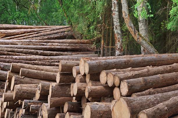 istock Woodpile From Sawn Pine And  Spruce Logs For Forestry Industry 478978516
