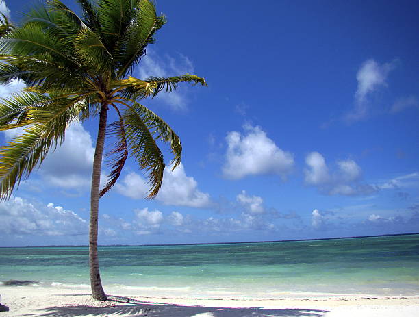 istock White sand beach with a coconut tree and blue sky 478978580