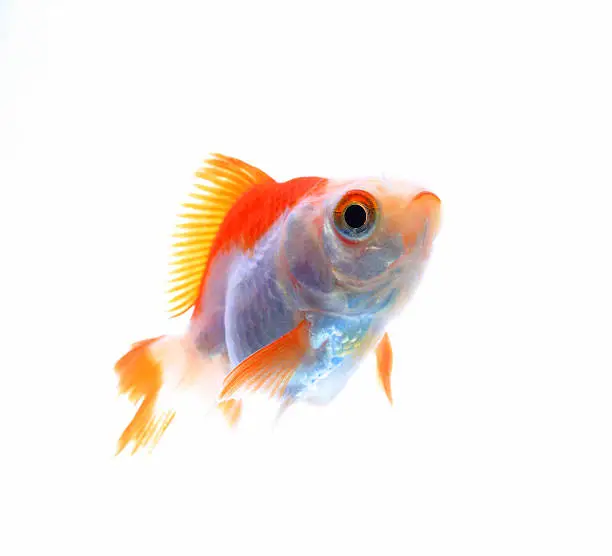 Photo of Oranda goldfish isolated on white, high quality studio shot manu