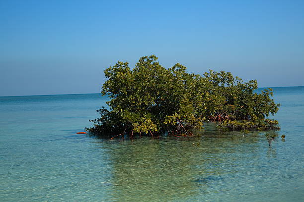 istock Red Mangroves in Florida Bay 478978820