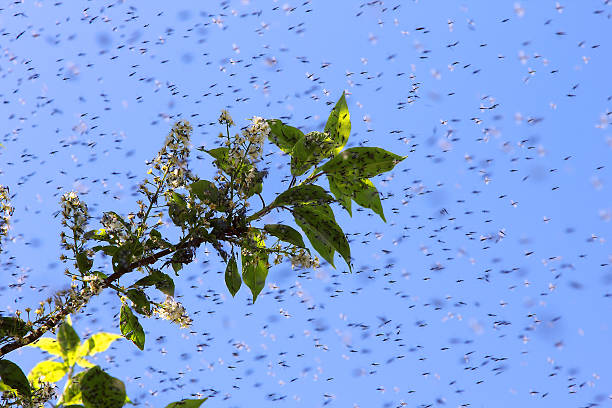 istock Swarm of Mosquitos 478981484