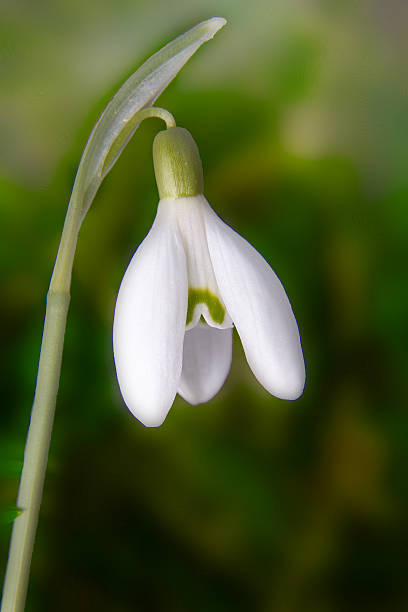 Beautiful white Snowdrops with light green background stock photo