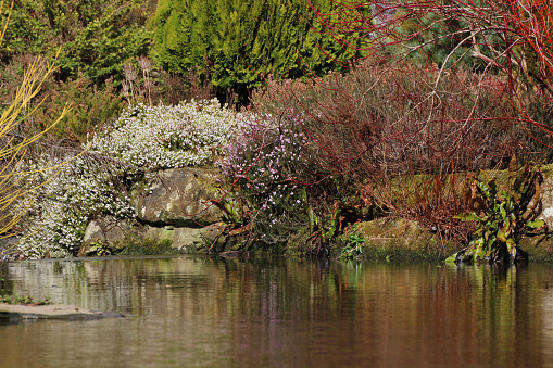Photo showing a winter garden pictured just as spring is beginning to arrive.  The garden features some red and yellow stems of dogwood bushes (cornus), as well as pink and white flowering heathers.  The rocks, plants and flowers can be seen reflecting in the surface of the pond water.