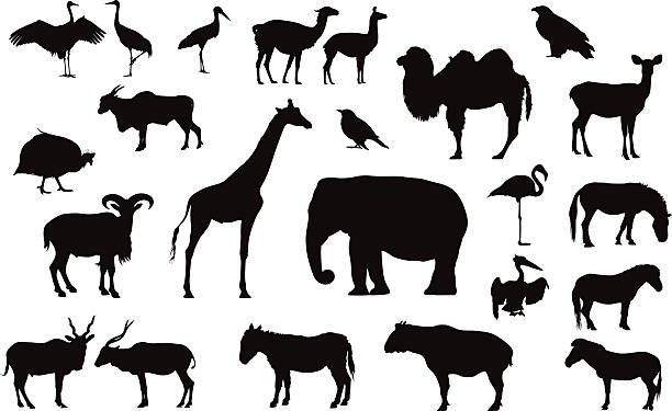illustrations, cliparts, dessins animés et icônes de divers animaux silhouettes isolé sur blanc - eland