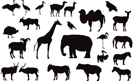 Various animals silhouettes isolated on white. There are: addax, arui, barasingha, blackbird, camel, crane, donkey, eagle, eland, elephant, giraffe, flamingo, guinea fowl, llama, pony, pelican, stork, takin, zebra