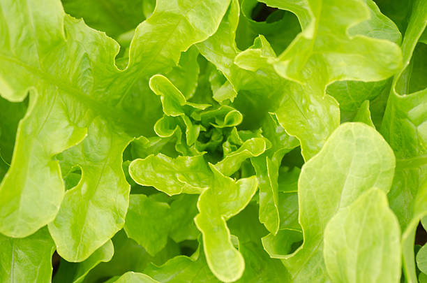 istock Green lettuce  food and vegetable background. 478982495