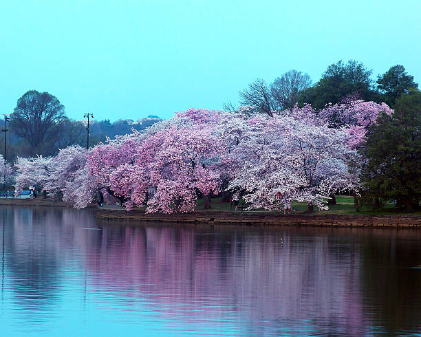 istock Cherry trees in blossom around Tidal Basin, Washington DC. 478983281