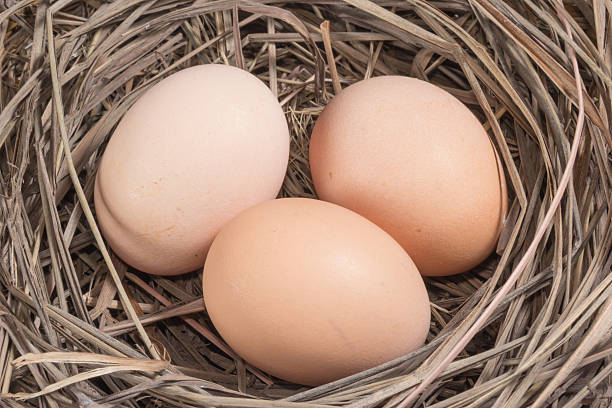 istock closeup brown eggs at hay nest 478983395