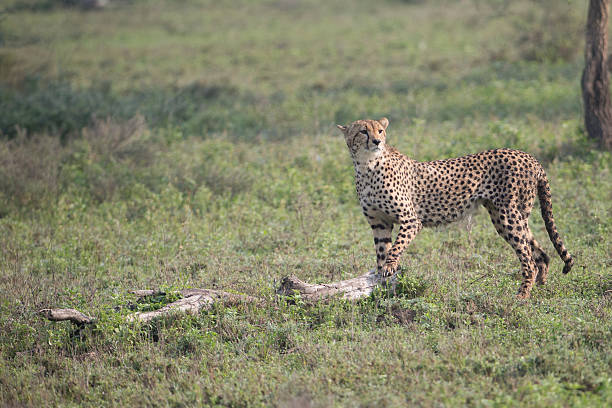 istock African Cheetah hunting for prey 478984495