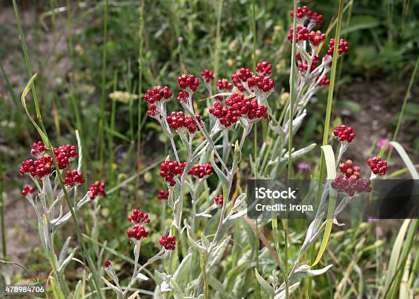 Helichrysum Sanguineum Stock Photo - Download Image Now - Strawflower, 2015, Blood