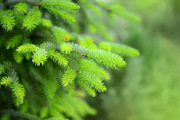 istock conifers in the garden 478984864