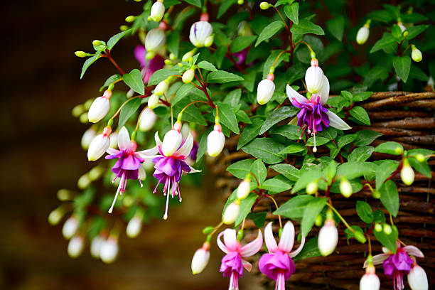 fuchsienfarbene blumen im garten, hängende in einem korb - honeysuckle pink stock-fotos und bilder