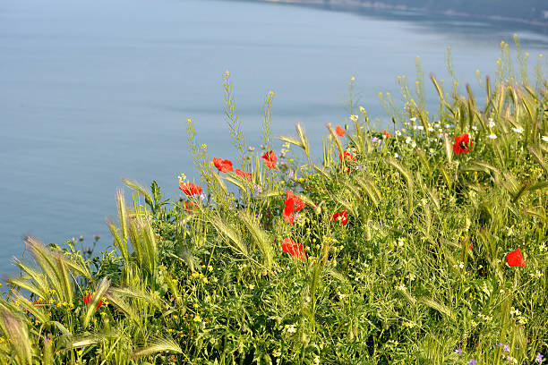 istock Flowers at the sea shore 478984894