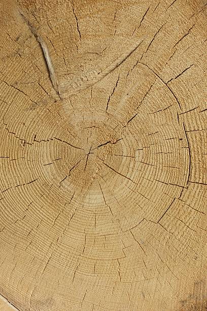 Close-up Of Old Pine Tree Rough Cross Section Background Texture With Many Growth Rings Circular Pattern