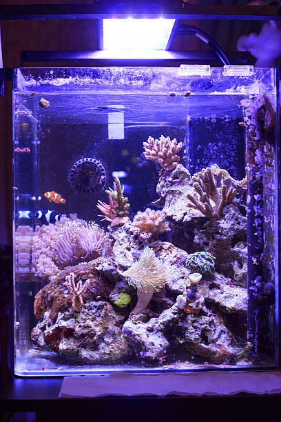 istock Colorful Saltwater Aquarium 478987127